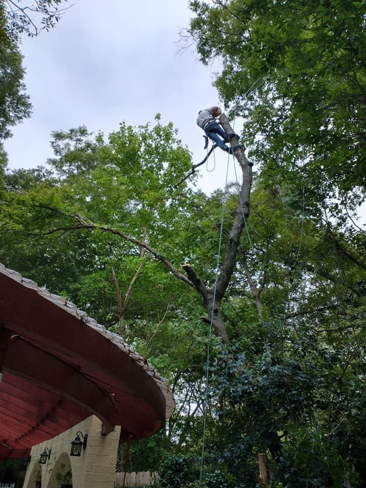 tree service worker removing Hackberry