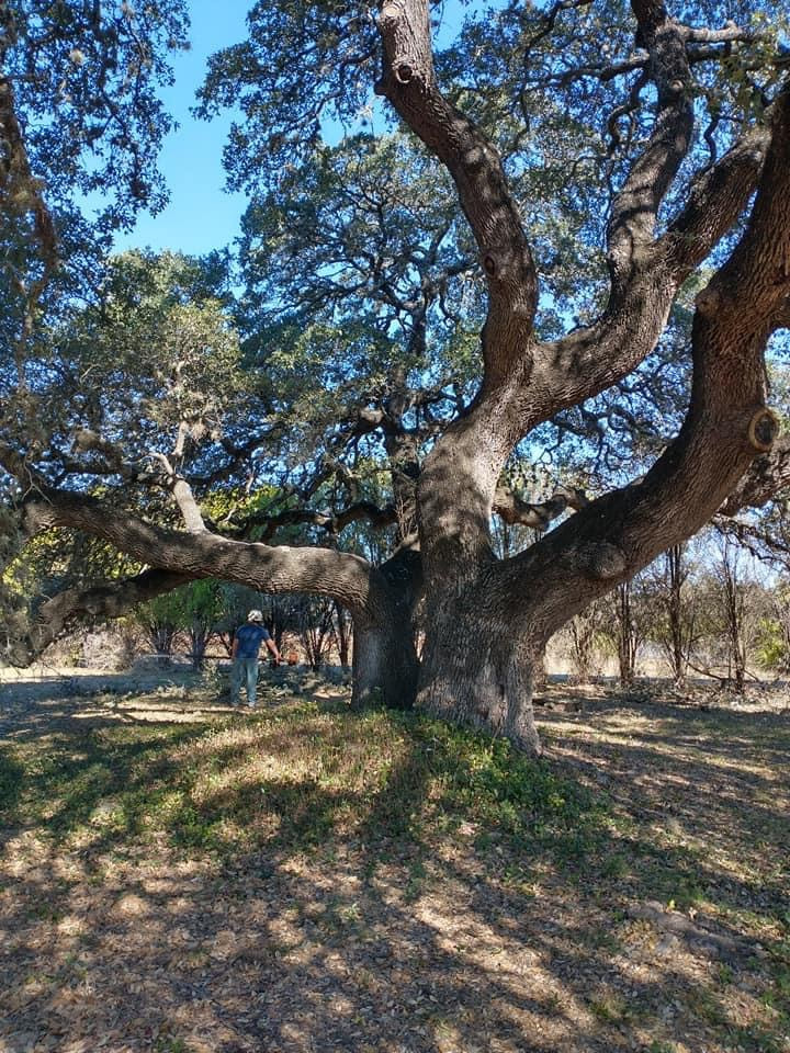 large granddaddy live oak