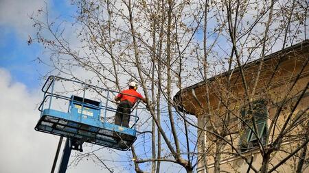 man on crane lift trimming a tree