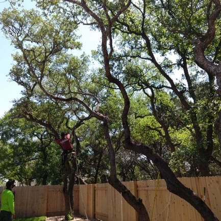 live oak and cedar elm trees