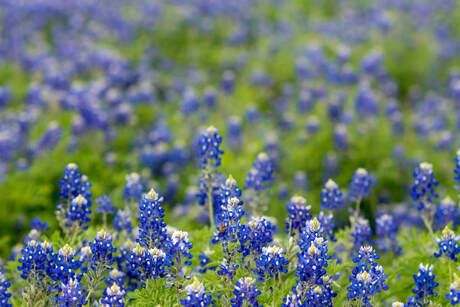 close up of Texas bluebonnets