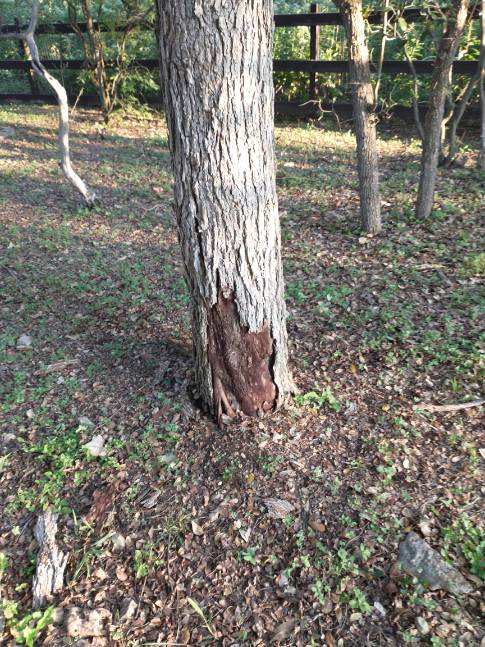 tree with damaged bark

