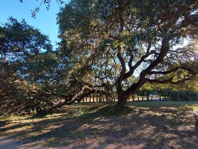 live oak tree trimming photo