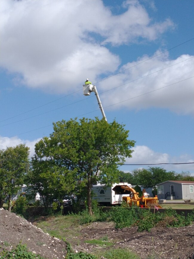 tree trimming utility lines in Georgetown, TX